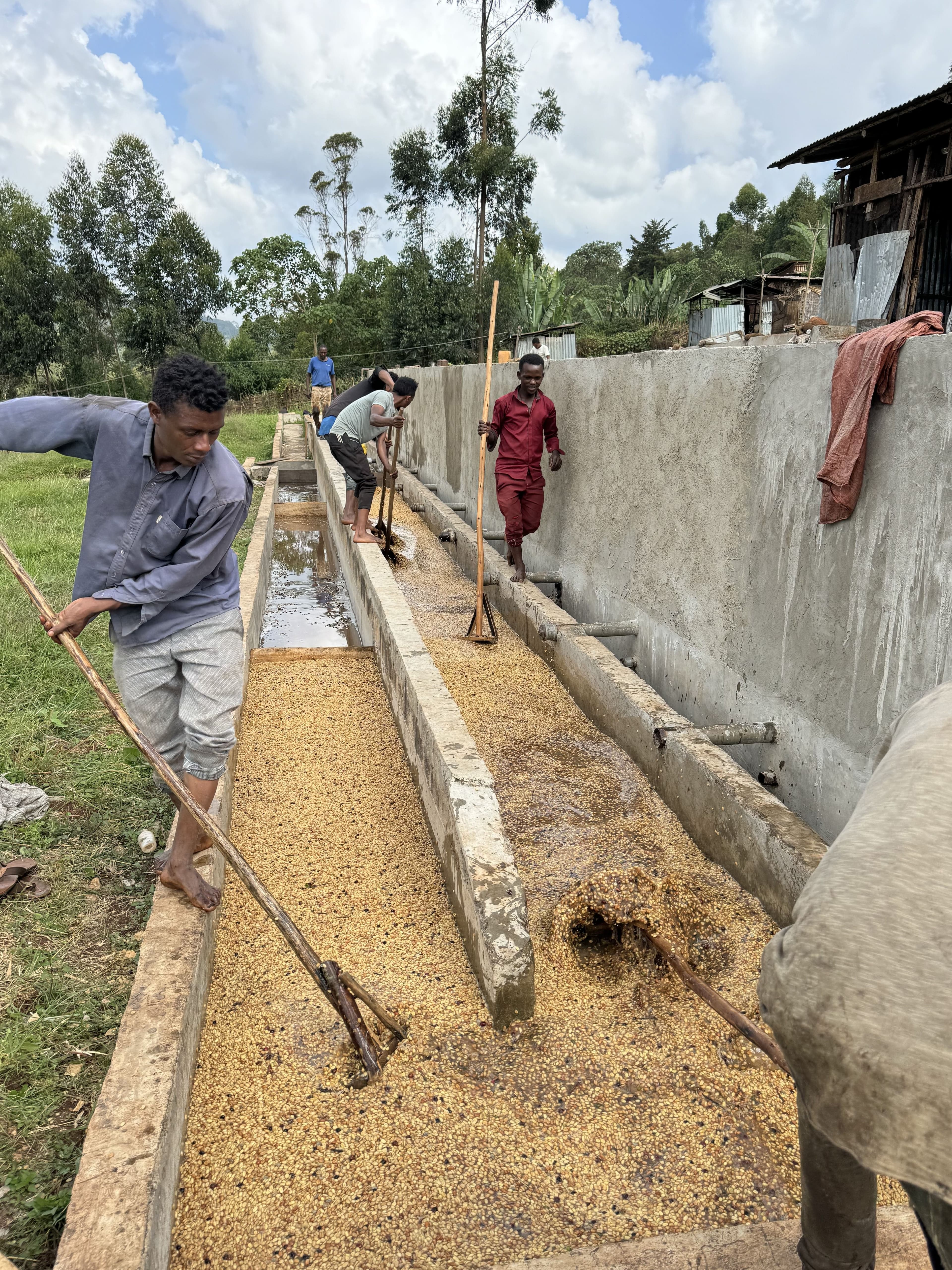 Coffee processing in Ethiopia
