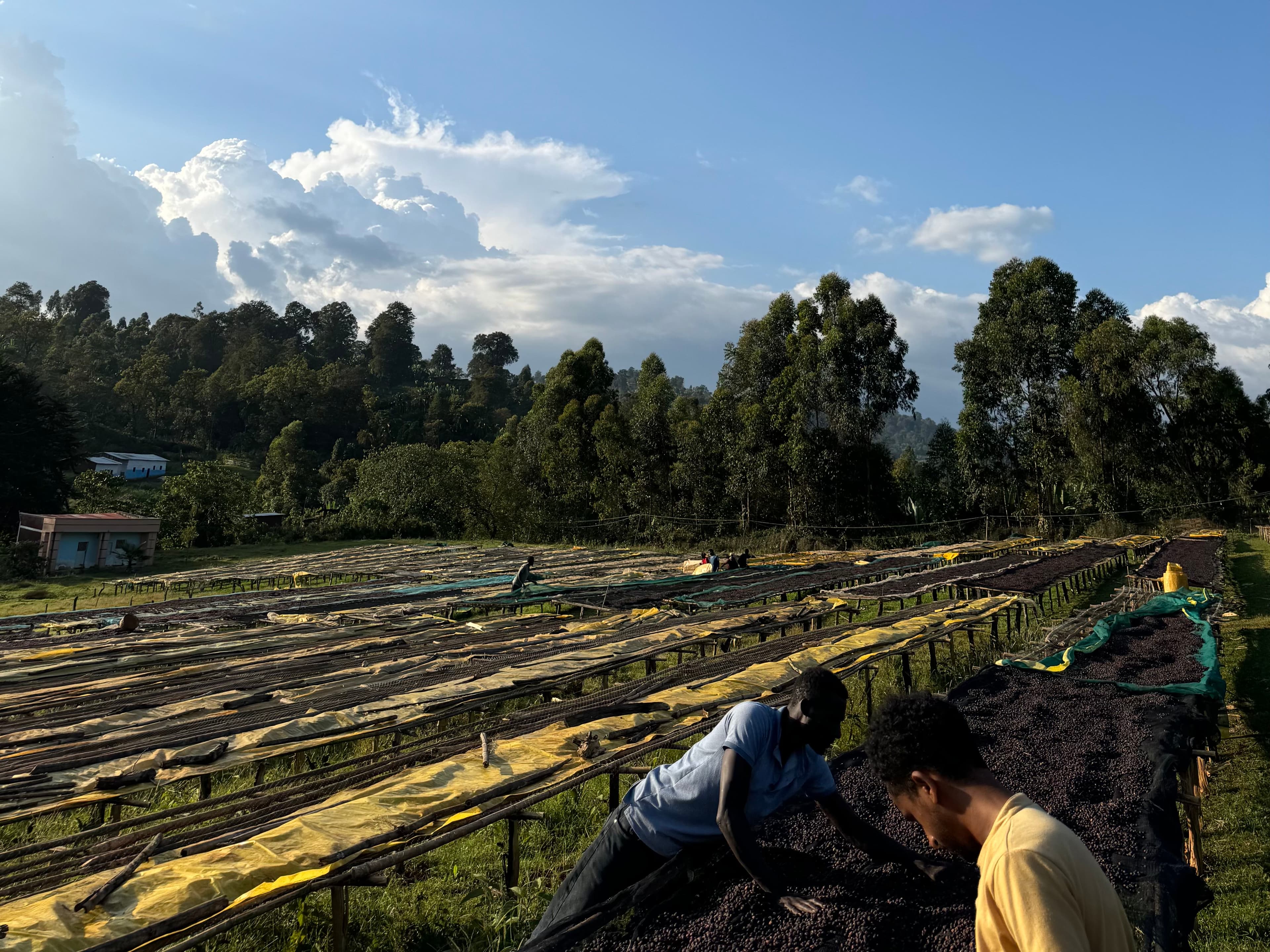 Workers processing Ethiopian coffee at Barkume’s supply chain facilities